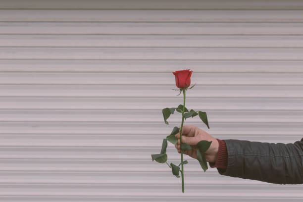 A pensioner holds a single rose against a dark background