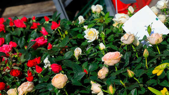 Roses were put up for sale at the flower market.