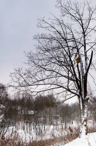 A large tree with spreading branches with a birdhouse on a snow-covered hill against the background of the village. Winter landscape. Vertical frame. stock photo