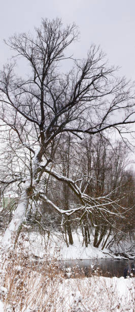 A large tree with spreading branches on a steep snow-covered bank leaning over the river. Winter landscape. Vertical frame. stock photo