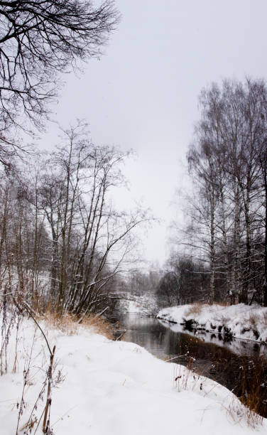 Winter landscape. Snow-covered river bank with tall trees, shrubs and dry grass.Color image. Vertical frame. stock photo
