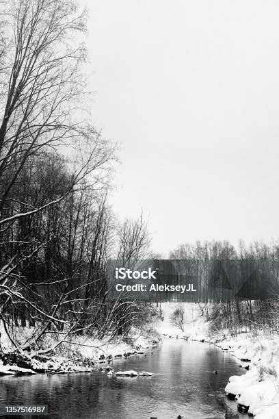 Winter Landscape Trees In The Snow Over The River With Ducksblack And White Image Vertical Frame Stock Photo - Download Image Now