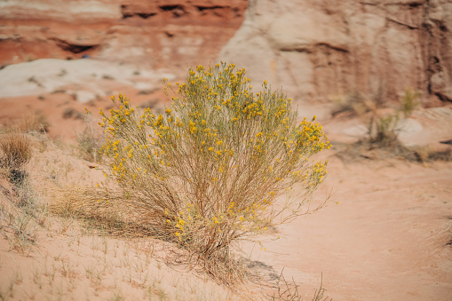 Mormon Tea plant (genus Ephedra) in bloom, a woody shrub in the middle of desert, native to the American Southwest