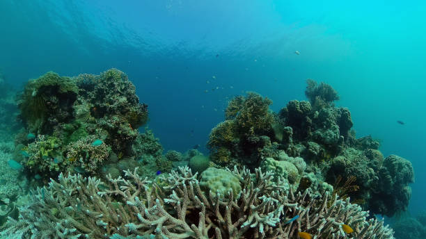 istock Coral reef and tropical fish. Philippines 1357520085
