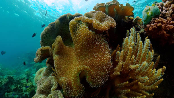 istock Coral reef and tropical fish underwater. Philippines 1357520492
