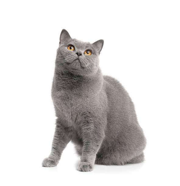 British cat isolated British cat on a white background tilted his head and looks attentively. British shorthair cat, 12 months old, sitting in front british shorthair cat photos stock pictures, royalty-free photos & images