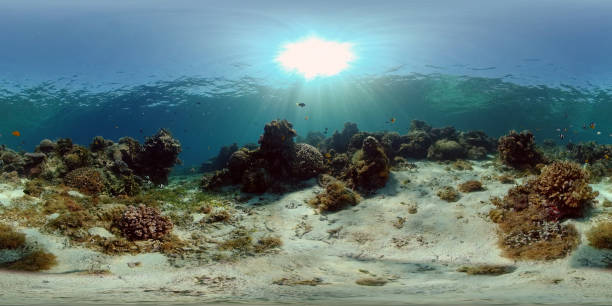 Coral reef and tropical fish. Philippines. Virtual Reality 360 stock photo