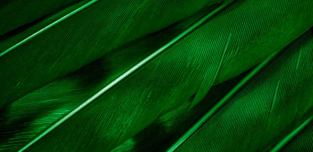 istock green hawk feathers with visible detail. background or texture 1357522162
