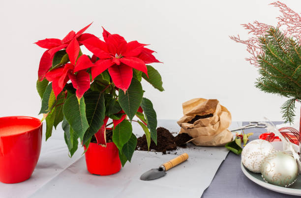 trasplantar la flor de navidad de poinsettia - poinsettia flower potted plant plant fotografías e imágenes de stock