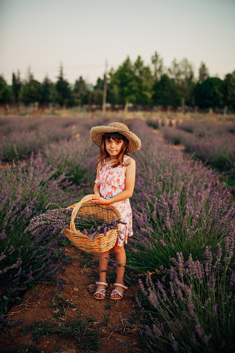 A Brunette girl in a straw hat holding a basket with lavender. A Brunette girl with  in a lavender field. A cute Girl in a straw hat in a field of lavender.