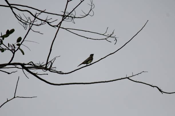 istock sparrow bird - passer domesticus 1357523853