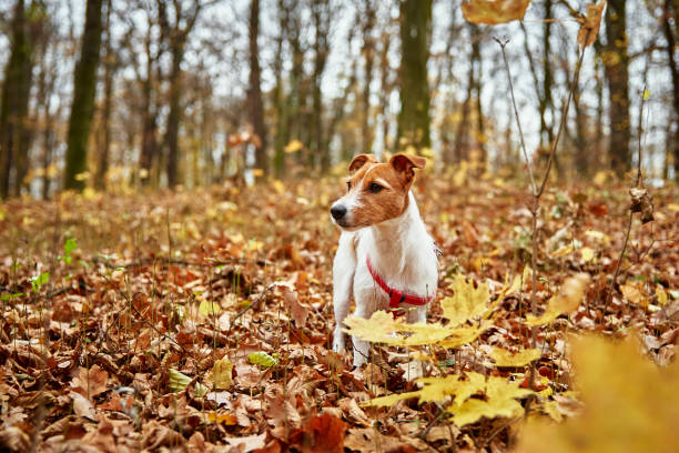 istock Dog walking in autumn park 1357524591