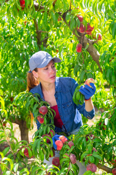 istock Young farmer woman plucks fig peaches from a tree 1357525959