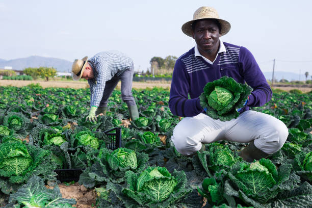 istock African-american farmer harvesting cabbage in farm field 1357526285