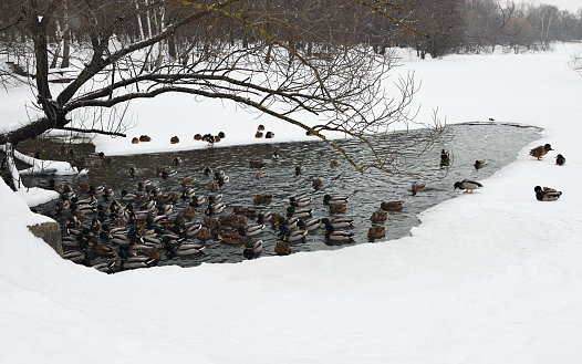 group of mallards ducks at a pond. Males and females swim in search of food. Winter time.