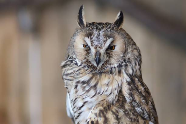 istock Owl at the zoo in a cage close-up 1357528033