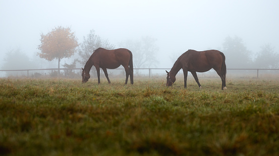 Grazing horses on pasture in fog. Tranquil rural scene with thoroughbred horse at cold morning