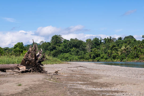 istock Rainforest at the Clay River in Papua New Guinea 1357530009