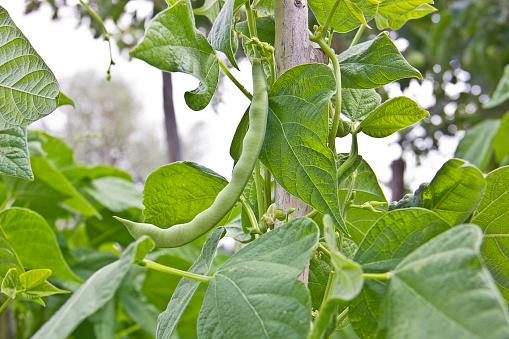 Ripe green long beans hanging on plant in garden kırşehir turkey
