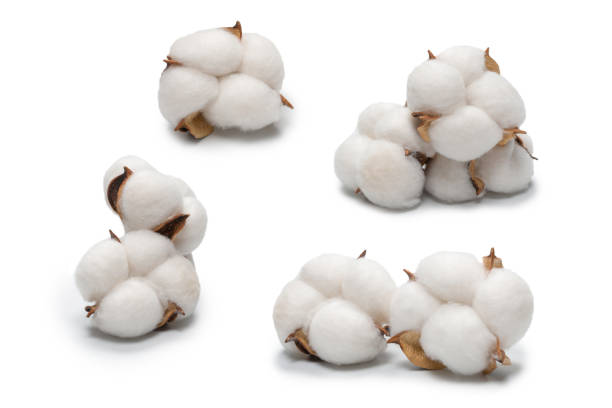 istock Cotton flower branch isolated on white background. 1357530406