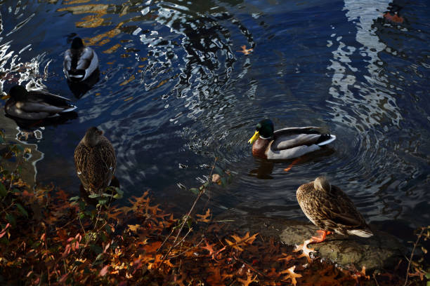 Ducks on the Pond - fotografia de stock