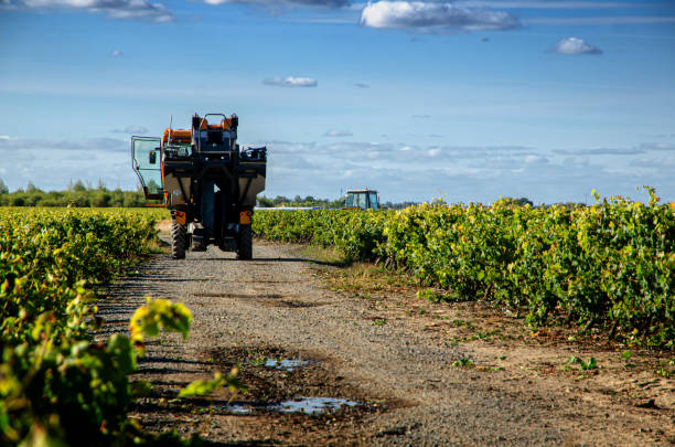 istock A mechanical grape harvesting machine in a vineyard. 1357532069