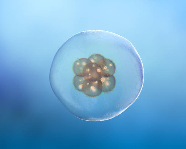 istock Human Cell Division. Early Stage Embryo 1357532909