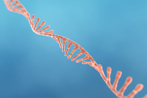 Single strand ribonucleic acid, RNA research stock photo