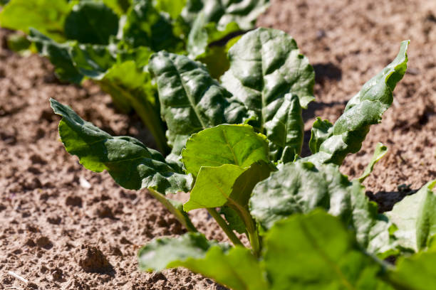 istock cultivation of sugar beet for the production 1357533254