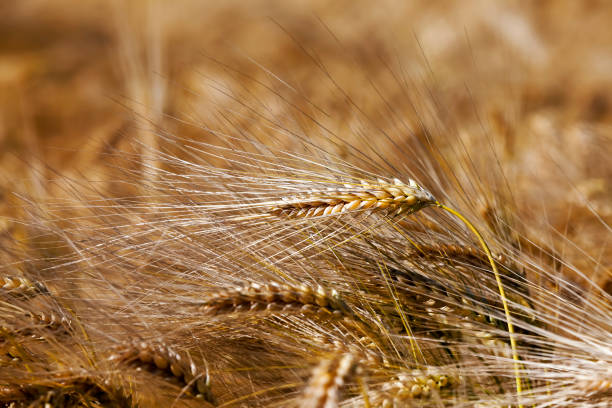 istock farming for growing rye and harvesting cereals 1357533260