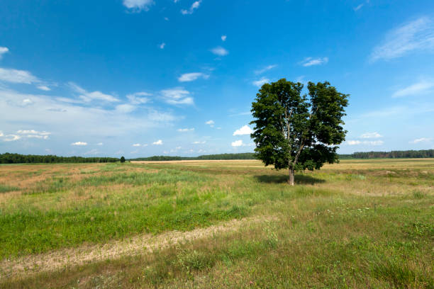 istock one tree growing in the summer in the field 1357533326