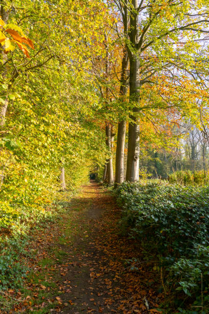 istock Autumn in the forest 1357534106