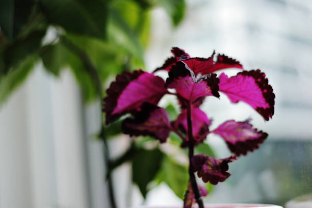 istock beautiful red flowers hanging from the windowsill 1357534179
