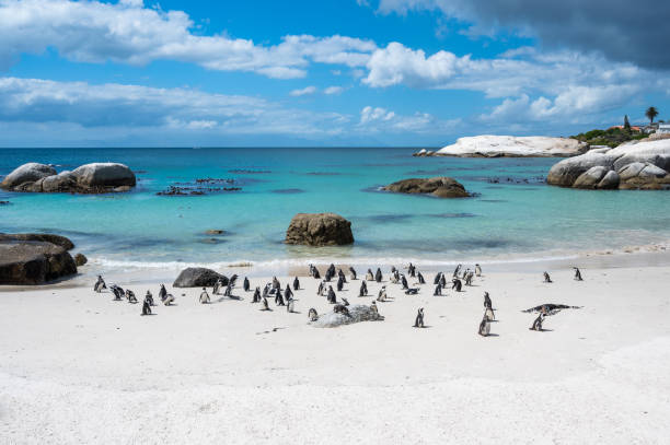 berühmter boulders beach mit afrikanischer pinguinkolonie - penguin colony nobody horizontal stock-fotos und bilder