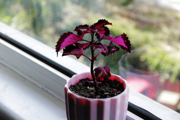 istock beautiful red flowers hanging from the windowsill 1357534631