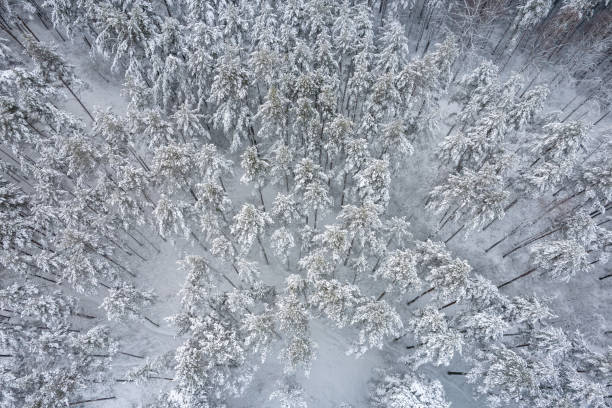 istock Winter pine forests and birch groves covered with snow 1357534942