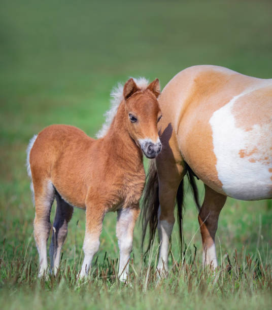 istock Foal with his mare on green field. 1357535320