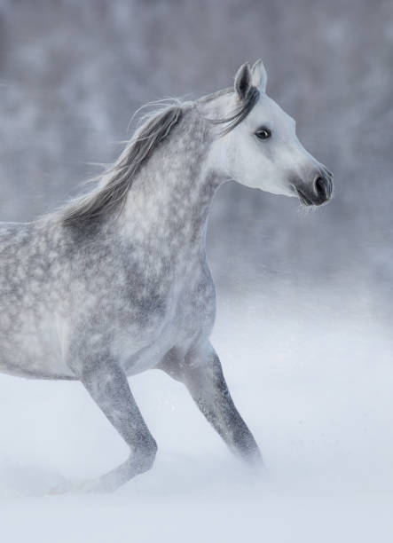 cavallo arabo grigio di razza che corre durante la bufera di neve. - horse winter dapple gray gray foto e immagini stock