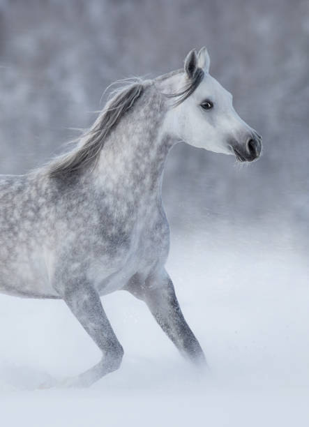istock Purebred grey arabian horse running during blizzard. 1357535321