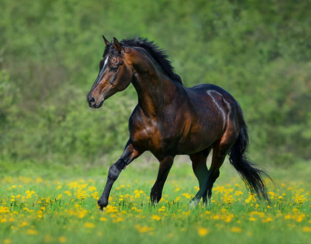 Bay horse free running in meadow in yellow flowers. Bay horse free running in meadow in yellow flowers. Summertime horizontal outdoors image. bay horse stock pictures, royalty-free photos & images