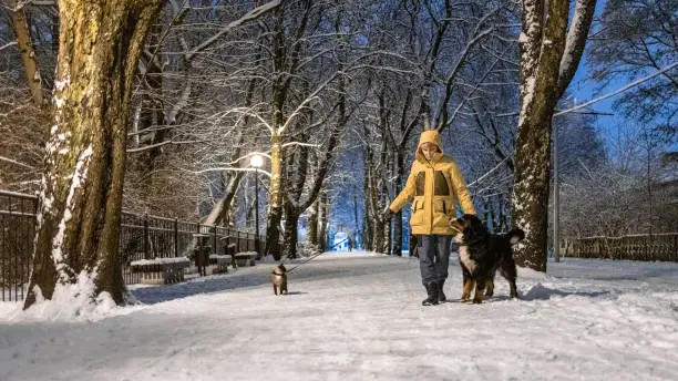 Photo of Woman in a yellow jacket is walking with a dog and a cat on a leash in the alley in winter evening.