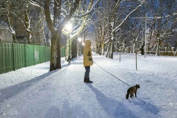istock Cat walks on a leash in a park with his owner on a snowy path in winter at night. 1357535596