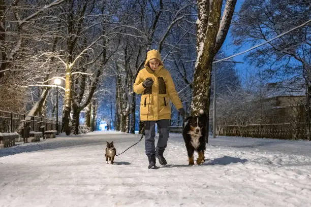 Photo of Woman wearing a yellow jacket is walking with a Bernese mountain dog and a cat on a leash on the street in winter evening.