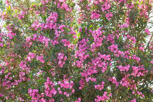 Original floral background. The oleander or nerium bush is a shrub or small tree grown worldwide in temperate and subtropical regions as an ornamental and landscape plant
