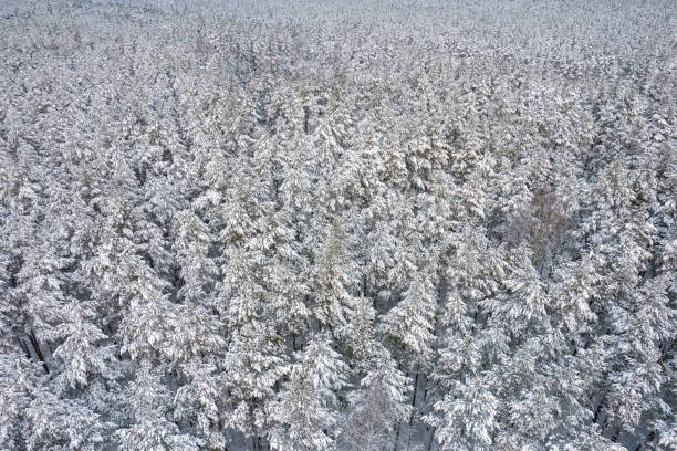 istock Winter pine forests and birch groves covered with snow 1357536603