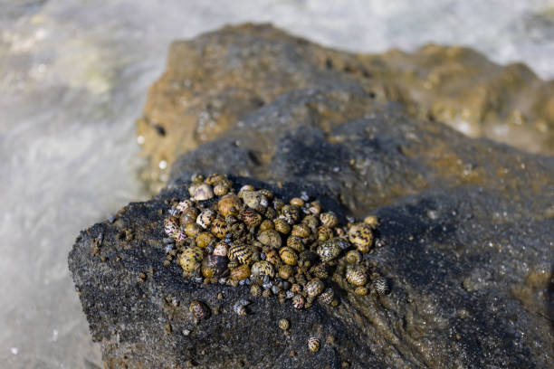 Shellfish on the rocks.It is a sea creature that attaches itself to a rock. Group of shellfish on the rock.