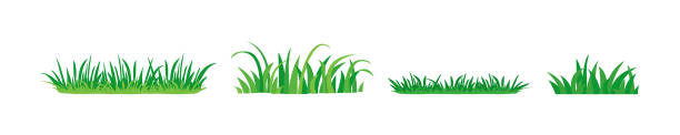 ilustrações de stock, clip art, desenhos animados e ícones de grass bushes vector icon, green plants, outdoor landscape element set. nature illustration - tussock