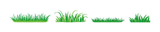 Grass bushes vector icon, green plants, outdoor landscape element set. Nature illustration Grass bushes vector icon, green plants, outdoor landscape element set isolated on white baclground. Nature illustration juniperus chinensis stock illustrations