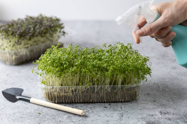 istock Female hand sprinkling watercress sprouts. 1357539652