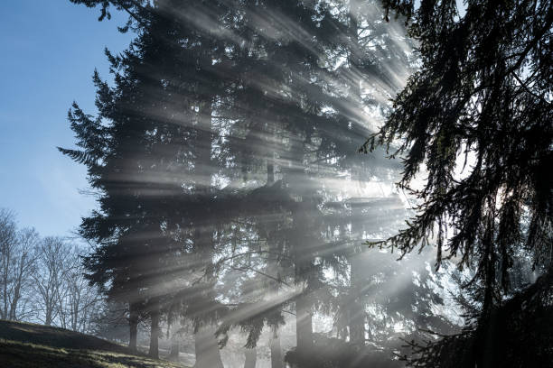 istock Sun rays in the cold fogy morning. 1357539656